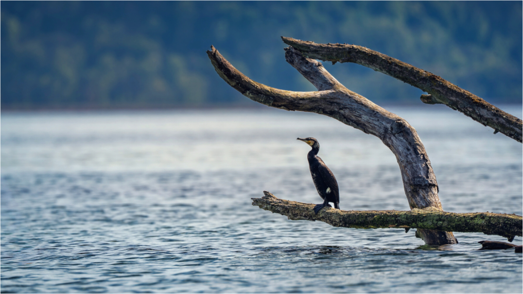 Main image Grand cormoran