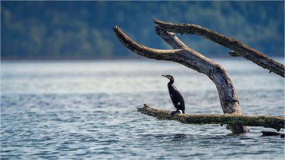 Main image Grand cormoran