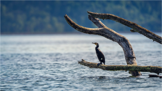 Main image Grand cormoran