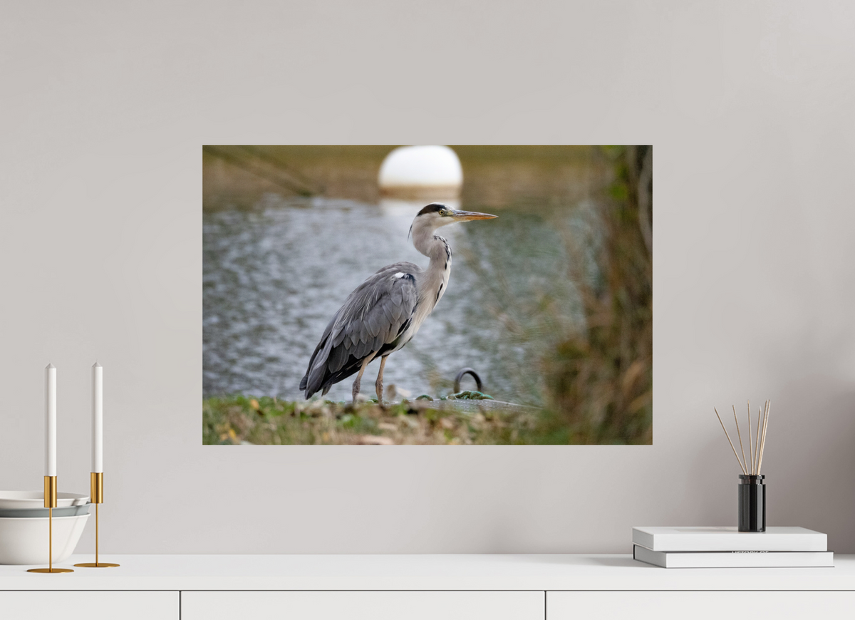 60 x 40 cm, Photo Print On Fuji Crystal DP II Héron