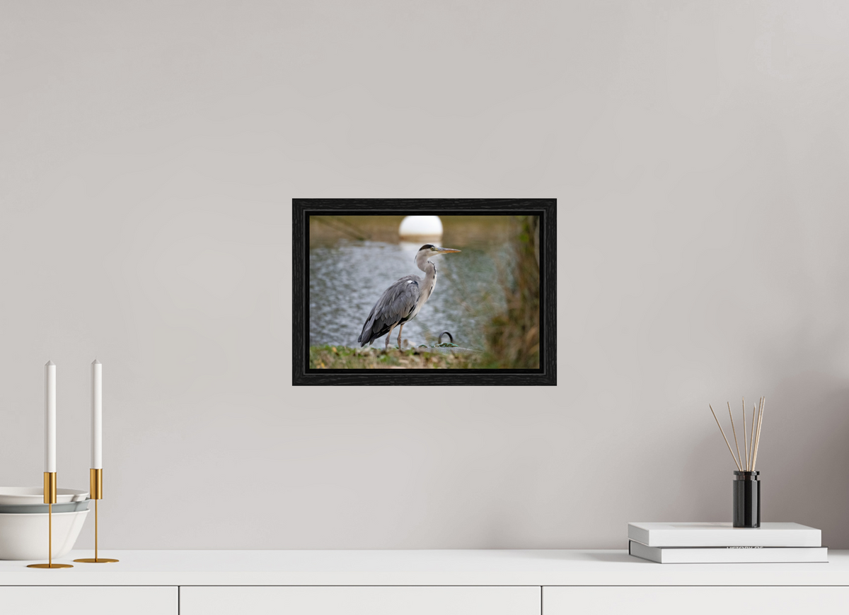 30 x 20 cm, Floater Frame Héron