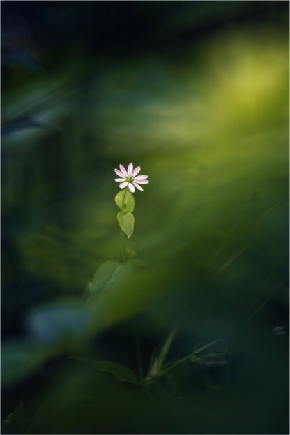 Main image Petite et violette