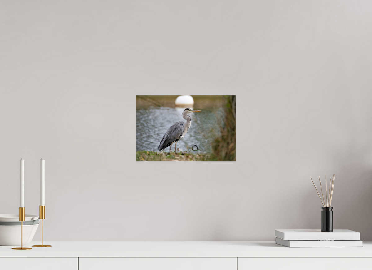 30 x 20 cm, Photo Print Under Acrylic Glass Héron