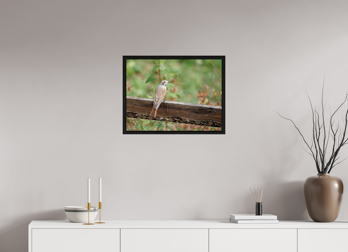 60 x 45 cm, Caisse américaine Petite voisine